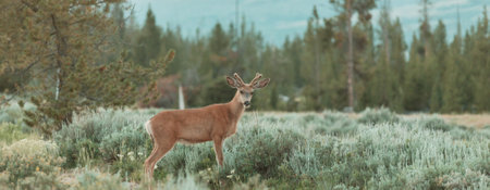 Mountain Bull Elk , Colorado, USAの写真素材