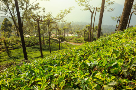 Green natural landscapes_tea plantation on Sri Lankaの写真素材