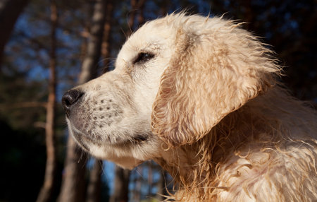 Golden retriever dog outdoors on a sunny day.