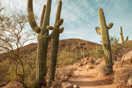 hike among the cacti in Arizona, USAの写真素材