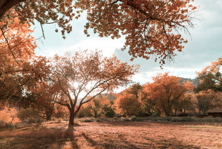 Orange garden in autumn seasonの写真素材