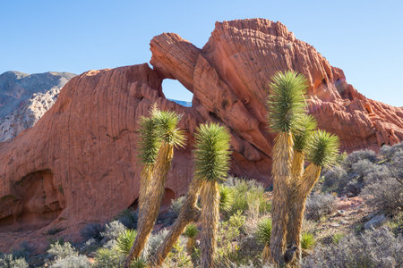 Joshua tree in Arizona desert along road. Travel background.の写真素材