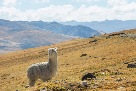 Peruvian alpaca in Andes, Peru, South America