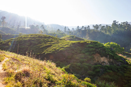 Green natural landscapes_tea plantation on Sri Lanka