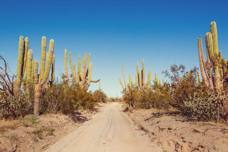 Beautiful natural landscapes in Baja California, Mexicoの写真素材