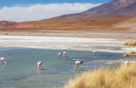 Flamingo in the lake of Bolivian Altiplano wildlife nature wildernessの写真素材