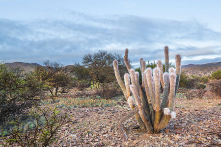 cactus field  in a mountains at sunrise, Bolivia, South Americaの写真素材