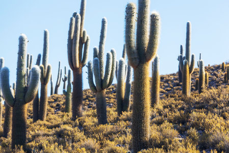 cactus forest in a mountains at sunrise, Chile, South America