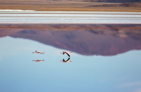 Flamingo in the lake of Bolivian Altiplano wildlife nature wildernessの写真素材