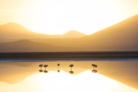 Flamingo in the lake at sunrise of Bolivian Altiplano wildlife nature wildernessの写真素材