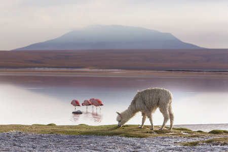 Cute alpaca in Andes, Bolivia, South Americaの写真素材