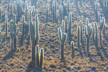 cactus forest in a mountains at sunrise, Chile, South Americaの写真素材