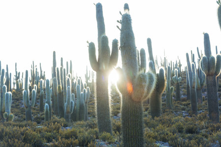 cactus forest in a mountains at sunrise, Chile, South Americaの写真素材