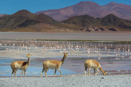 Wild vicunas in Bolivia, South Americaの写真素材