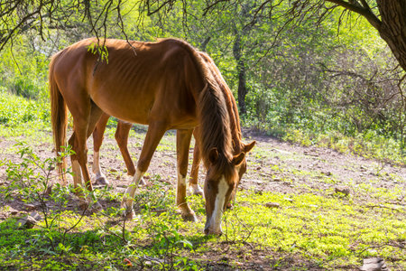 Horse on the green sunny meadow in Ecuador