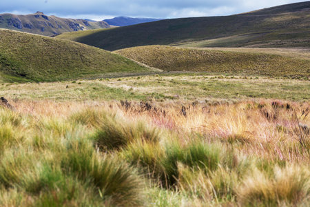 Beautiful sunset landscapes- grass and fence in south american pampa, Chileの写真素材