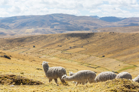 Peruvian alpaca in Andes, Peru, South Americaの写真素材