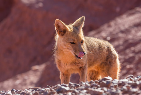 South American gray fox (Lycalopex griseus), Patagonian fox, in Patagonia mountainsの写真素材