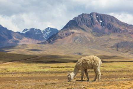 Peruvian alpaca in Andes, Peru, South America
