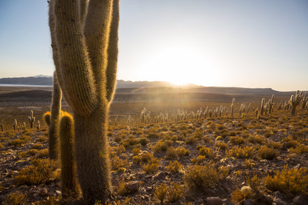cactus forest in a mountains at sunrise, Chile, South America