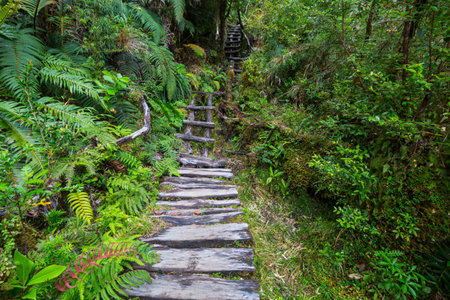 Pathway  in the green rain forest
