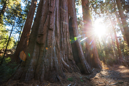 A beautiful forest of giant sequoias in California, USAの写真素材
