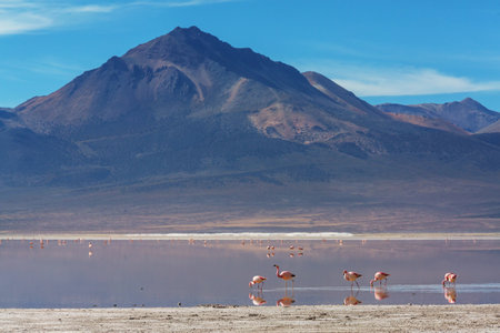 Flamingo in the lake of Bolivian Altiplano wildlife nature wildernessの写真素材