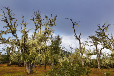 Lichen-covered Antarctic beech (Nothofagus sp.) forests near Ushuaia, Argentinaの写真素材