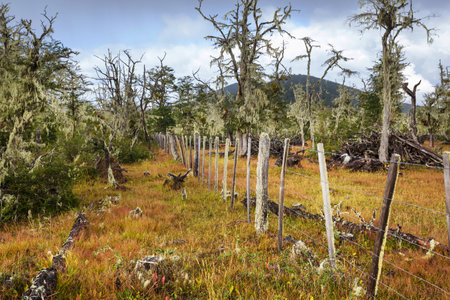 Lichen-covered Antarctic beech (Nothofagus sp.) forests near Ushuaia, Argentinaの写真素材