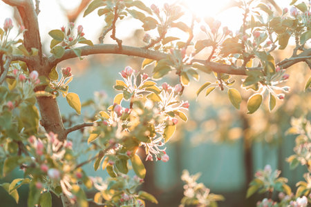 Blossoming tree in spring garden. Beautiful spring natural background.の写真素材