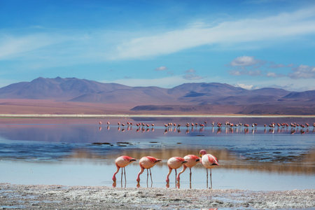 Flamingo in the lake of Bolivian Altiplano wildlife nature wilderness