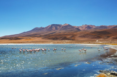Flamingo in the lake of Bolivian Altiplano wildlife nature wildernessの写真素材