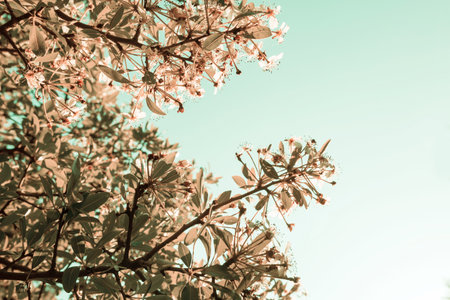 Blossoming tree in spring garden. Beautiful spring natural background.