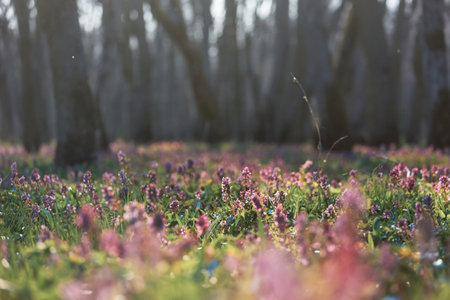 Beautiful woodland landscapes. Spring flowers In the forest.の写真素材