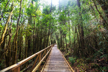 Pathway  in the green rain forest