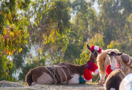 Llama in colorful  decor in the Peruの写真素材