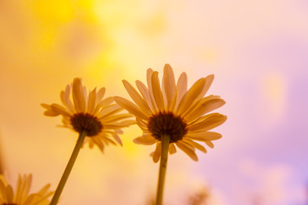Close-up shot of the beautiful flowers. Suitable for floral background.