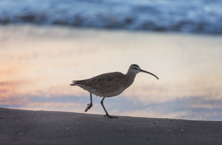 Ibis  in a Everglades National Park, USA,  Florida
