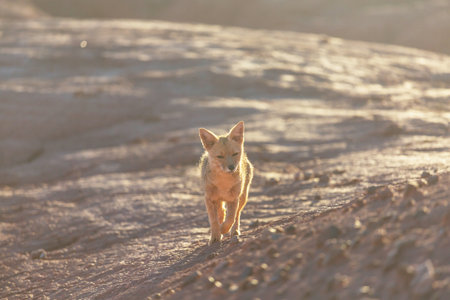 South American gray fox (Lycalopex griseus), Patagonian fox, in Patagonia mountainsの写真素材