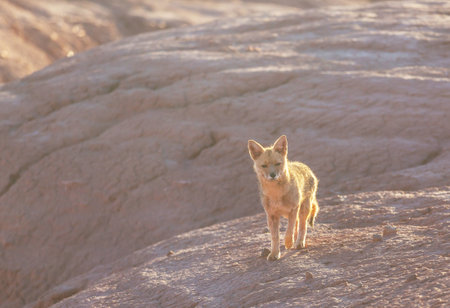 South American gray fox (Lycalopex griseus), Patagonian fox, in Patagonia mountainsの写真素材