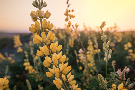 Beautiful wildflowers on a green meadow in summer season. Natural background.の写真素材