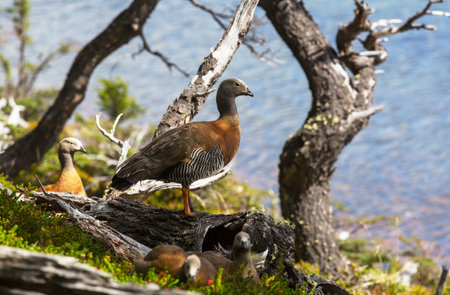 Magellanic CauquÃ©n, the Magallanes Goose in Patagonia