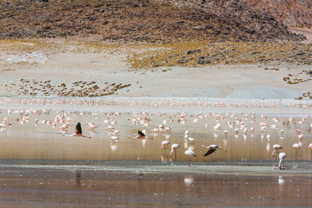 Flamingo in the lake of Bolivian Altiplano wildlife nature wildernessの写真素材