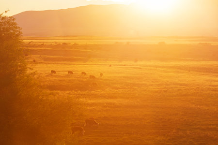 Aerial view of cows loose in the field during the summer at sunset.