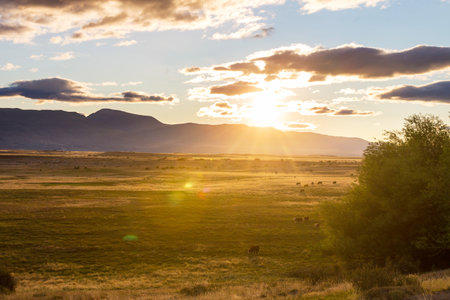 Aerial view of cows loose in the field during the summer at sunset.の写真素材
