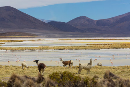 Llama in remote area of Boliviaの写真素材