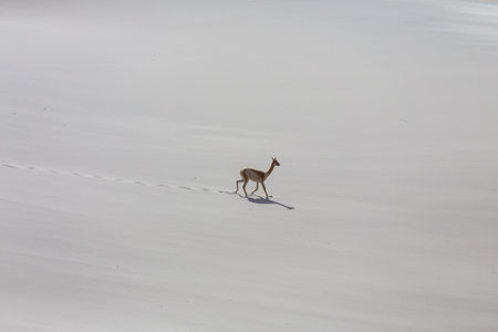 Wild vicunas on the sand dunes in Argentina, South America