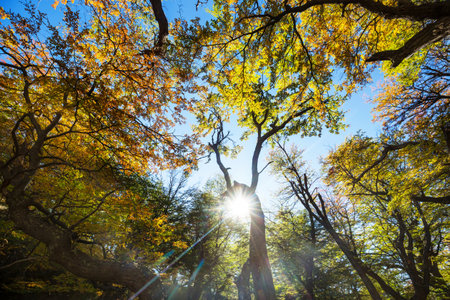Colorful autumn leaves in a sunny forest. Autumn natural background