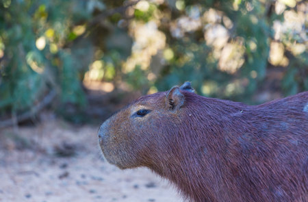 Capybara in the Pantanal, Brazil, South Americaの写真素材