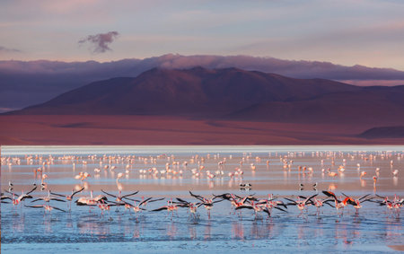 Altiplano Lake in  Andes mountains, Bolivia, South Americaの写真素材